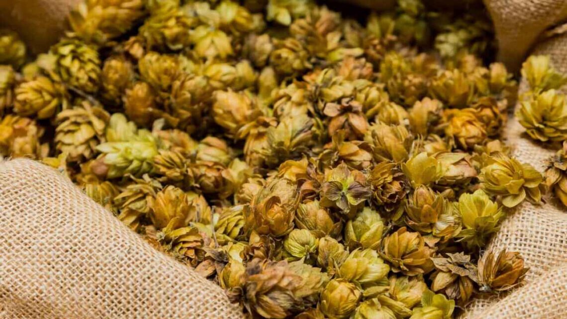 Tipos de Lúpulo: Conheça as Variedades, Aromas e Usos na Cerveja Artesanal