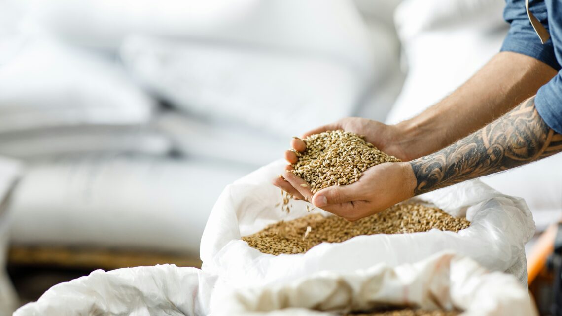 O que é a Malteação: Qual o impacto na cor e no sabor da cerveja?