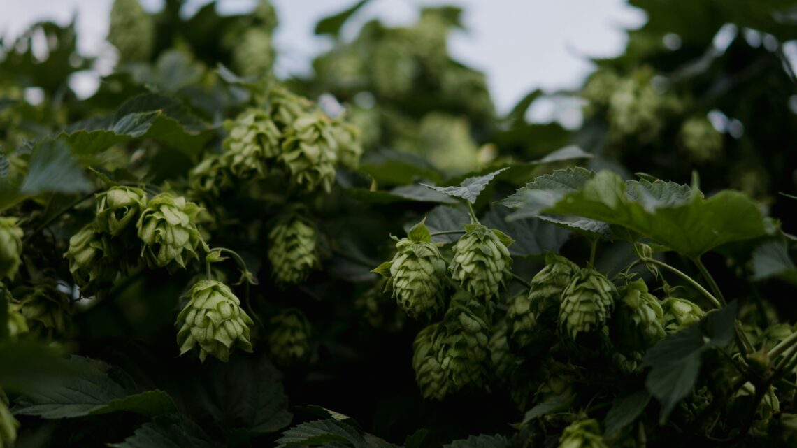 O que é dry hopping? Entenda como a técnica por trás do aroma das cervejas funciona