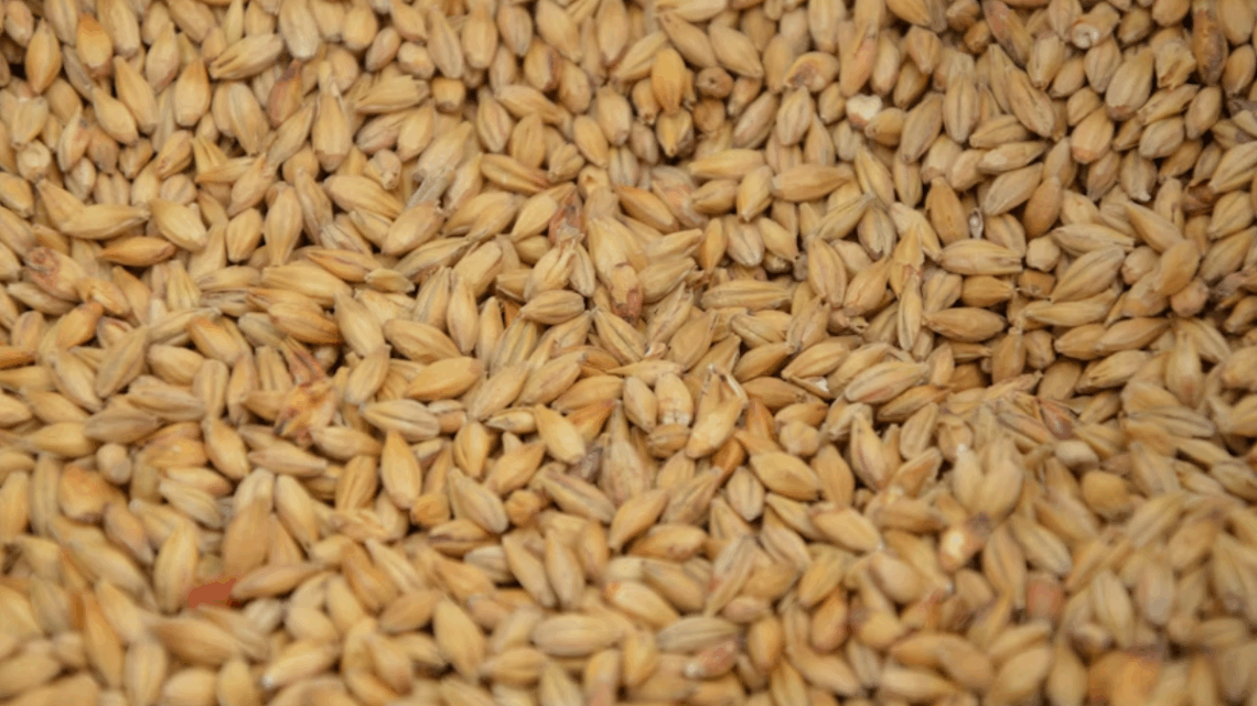 Tipos de malte: veja as classificações e influência na cerveja