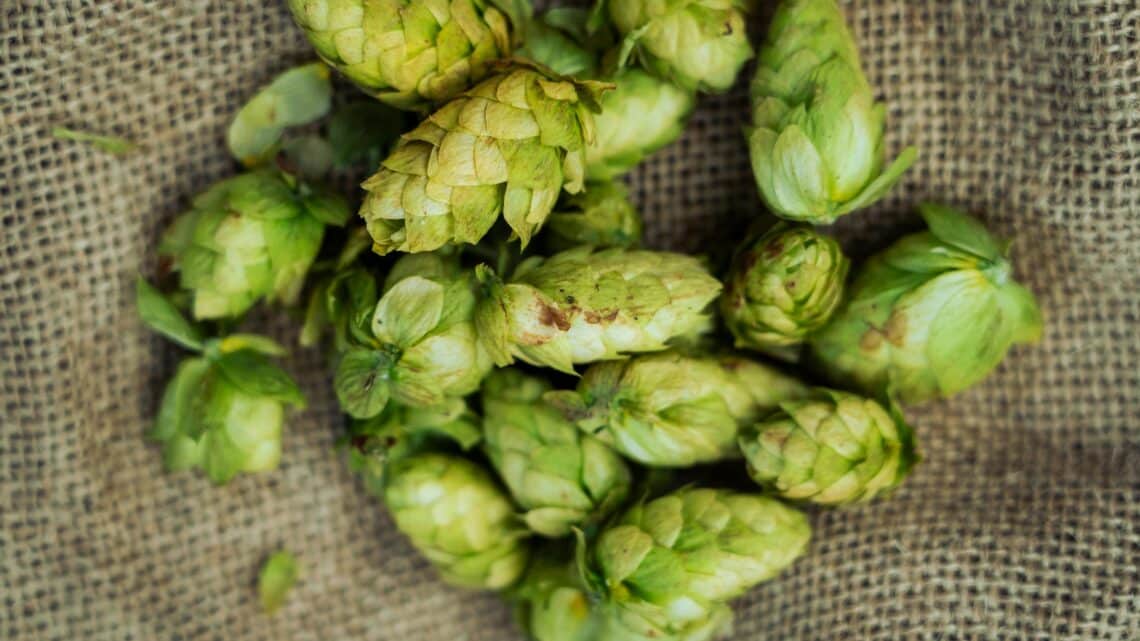 A Magia do Aroma: O que é Dry Hopping e por que ele mudou a sua cerveja